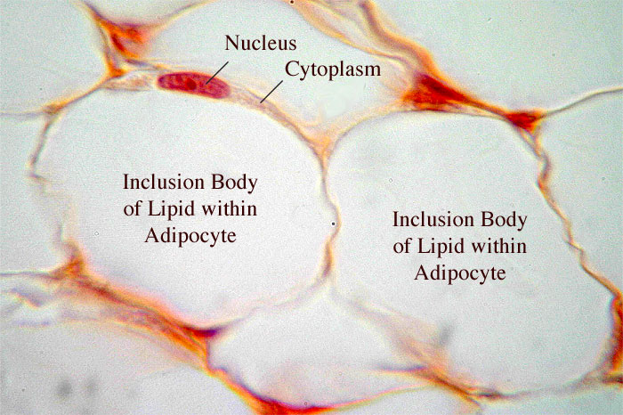 tissue types